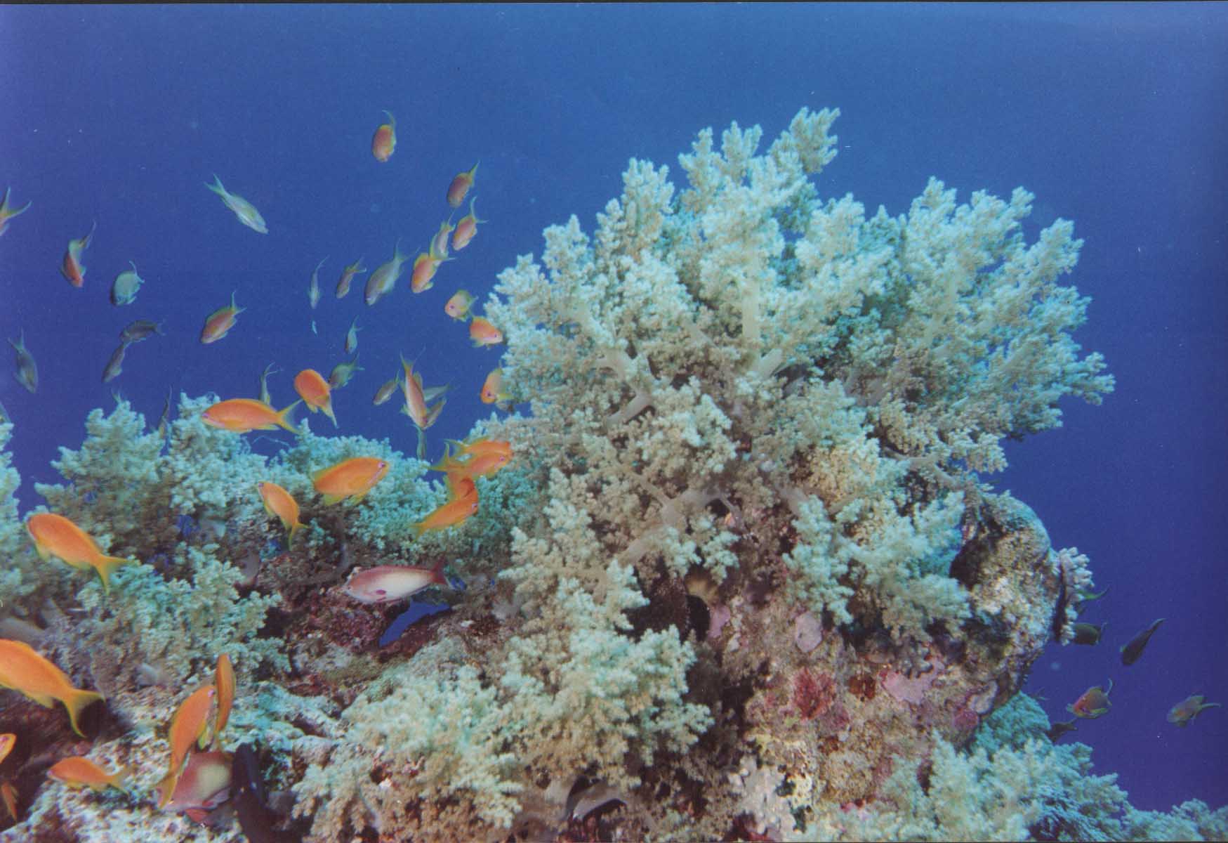 korallen.jpg